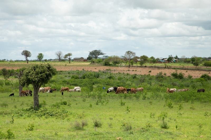 farm-landscape Long Sweater - Image 3