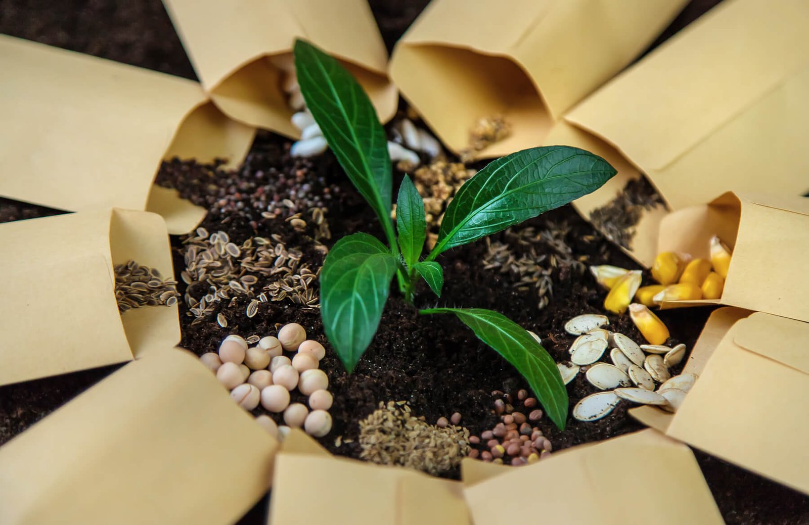 food 2023 11 27 05 19 31 utc.jpg